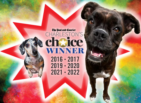 Charlestons Choice 2019 Winner